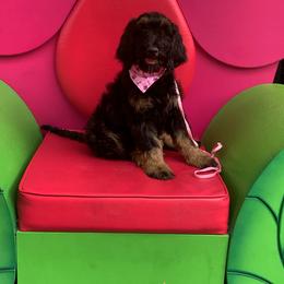 Goldendoodle Puppies from Solis Goldendoodles