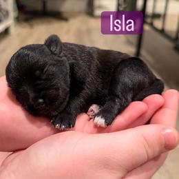 Girl 2 - Salt and pepper female Miniature Schnauzer puppy in Akron, Ohio from Green Family Companion Kennel, LLC
