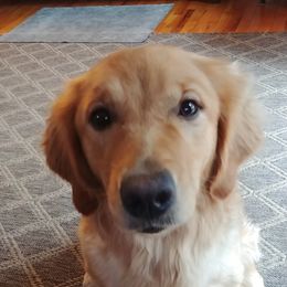 Raini - Golden Retriever