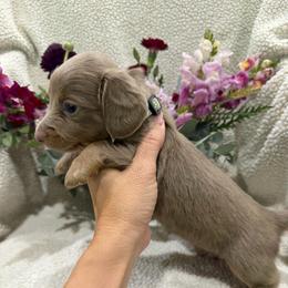 3500 FULL AKC - Isabella and Tan purple collar - Fawn (isabella) and tan female Dachshund puppy in Cottonwood, California from Circle C Farm