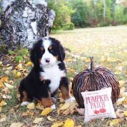 Sergeant - Black rust and white Bernese Mountain Dog puppy in Karlstad, Minnesota from Tami’s Heavenly Bernese