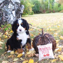 Sergeant - Black rust and white Bernese Mountain Dog puppy in Karlstad, Minnesota from Tami’s Heavenly Bernese