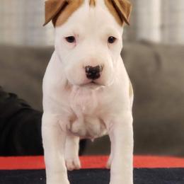American Staffordshire Terrier Puppies from Prairieland Kennels