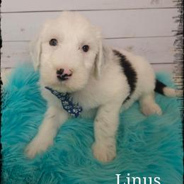 Linus - Black and white male Sheepadoodle puppy in Farley, Iowa from Iowa's Doodle Co.