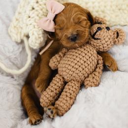 Nova - Red  female Goldendoodle puppy in Garden Grove, California from Sunkissed Doodles