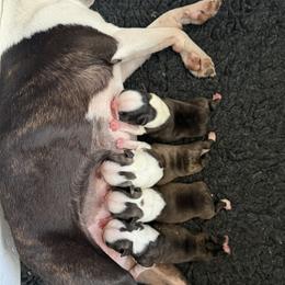 Boston Terrier Puppies from Lone Spur Boston’s