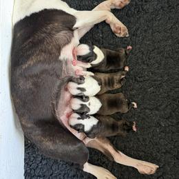 Boston Terrier Puppies from Lone Spur Boston’s
