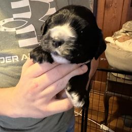 Male 1 - Black and white male Cocker Spaniel puppy in Columbia, South Carolina from Fleur de Lis Cockers- Cuchna Cockers