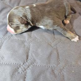 Zombie - Red tri-color male Australian Shepherd puppy in Abilene, Texas from S&K Aussies N' Rotties