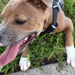 Ollie - Fawn male Staffordshire Bull Terrier puppy in Houston, Texas from Khaleesi Kennel Blue Staffordshire-bull-terrier