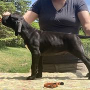 Black Boy - Orange - Black Pointer puppy in Olympia, Washington from Birdsboro Pointers