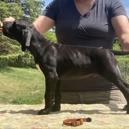 Black Boy - Orange - Black Pointer puppy in Olympia, Washington from Birdsboro Pointers