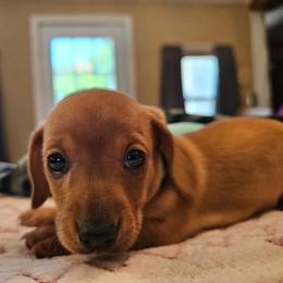 Light Green - Red female Dachshund puppy in Colony, Kansas from Randal'sDachshunds