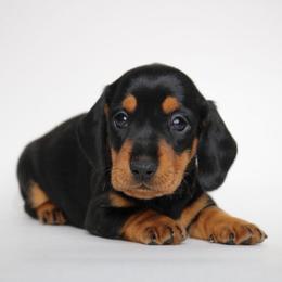 Black and Tan Girl - Black and tan female Dachshund puppy in Red Bud, Illinois from Midwest Miniature Dachshunds