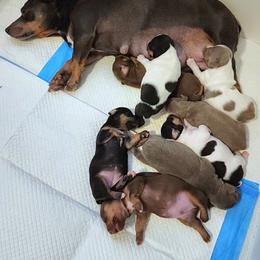 Teddy Roosevelt Terrier Puppies from Travelin' Man Terriers