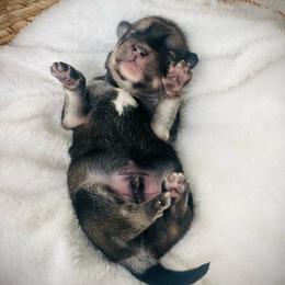 Maui (Pet Only Contract) - Wolf sable male Pomsky puppy in Greenville, South Carolina from Thicketty Mountain Pomskies