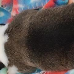 French Bulldog and Pembroke Welsh Corgi Puppies from Genuwin