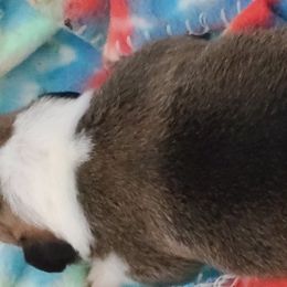 French Bulldog and Pembroke Welsh Corgi Puppies from Genuwin