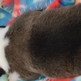 French Bulldog and Pembroke Welsh Corgi Puppies from Genuwin
