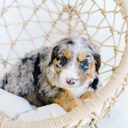 Confetti - Blue merle female Aussiedoodle puppy in Spanish Fork, Utah from K Brand Doodles