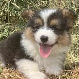 Pembroke Welsh Corgi Puppies from Nunas Corgis
