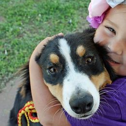 Australian Shepherds, Miniature Australian Shepherds, and Toy Australian Shepherds from Circle JTS Ranch