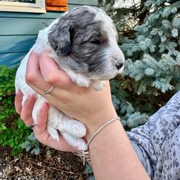 Merle parti - Blue merle female Bernedoodle puppy in Blue Springs, Missouri from Jeanie’s Doodles