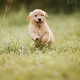 Golden Retriever Puppies from Stellar Acres Golden Retrievers