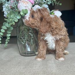 Boy 2 - Red male Cavapoo puppy in Southside, West Virginia from Double Diamond Cavapoos