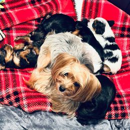 Sophie - Yorkshire Terrier
