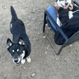 Siberian Husky Puppies from Windy mountains ranch Siberian huskies