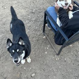 Siberian Husky Puppies from Windy mountains ranch Siberian huskies