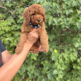 Cavapoo Puppies from Taylor Sweeten