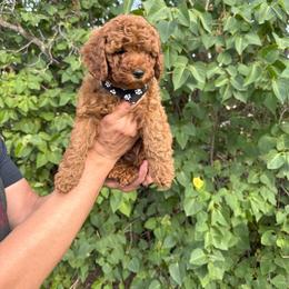 Cavapoo Puppies from Taylor Sweeten