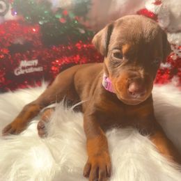 Lavender Collar female - Red and rust female Doberman Pinscher puppy in Madison, Indiana from Jensen Dobermans and Dachshunds