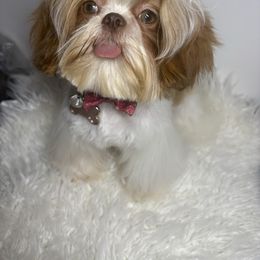 Ruby - Shih Tzu