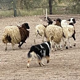 Australian Shepherd All Grown Up from Thunder River