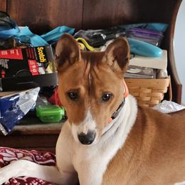 Iceman - Basenji