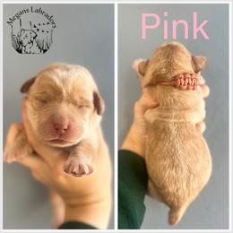 Pink - Yellow female Dilute Retriever puppy in Ste. Genevieve, Missouri from Megans Labradors