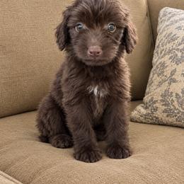 Linus - Brown and white male Aussiedoodle puppy in Strasburg, Pennsylvania from Still Water Puppies