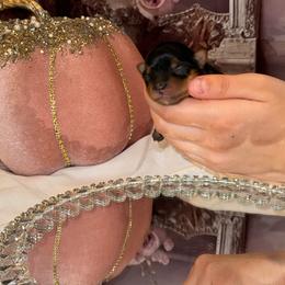 Prince - Blue and gold male Yorkshire Terrier puppy in Rancho Cucamonga, California from Toy Treasure Yorkies