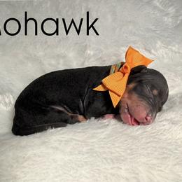 Mohawk - Black male Great Dane puppy in Westland, Georgia from Black Tie Danes