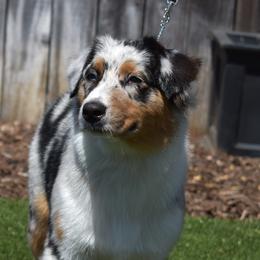 Kaleia - Australian Shepherd