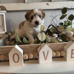 Samantha (Sam) - Tri-color female Coton de Tulear puppy in Freeport, Texas from H❤️PE COTONS