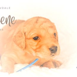 Golden Retriever Puppies from Willowdale Puppies