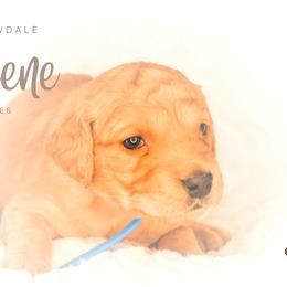 Golden Retriever Puppies from Willowdale Puppies