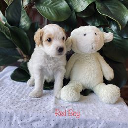Goldendoodle Puppies from Davidson Poodle & Doodle Farm