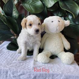 Goldendoodle Puppies from Davidson Poodle & Doodle Farm