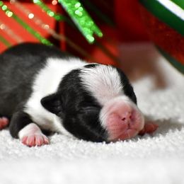 Wishbone - Black and white male Boston Terrier puppy in Gober, Texas from Trigger Time Kennels