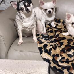 Phoebe - Chihuahua